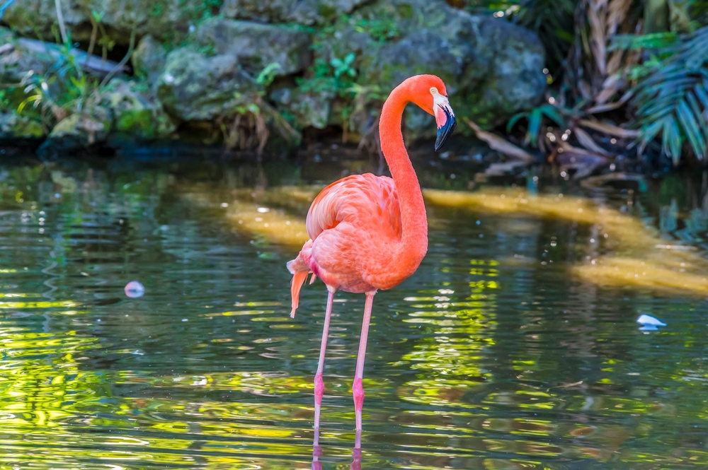 Flamingo Gardens