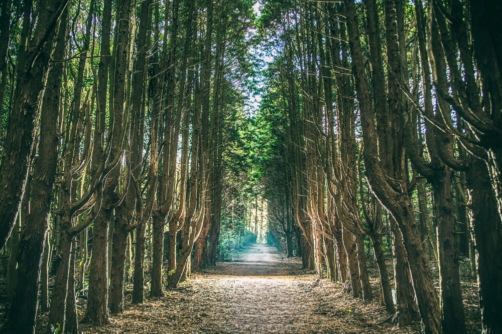 Jeju Island