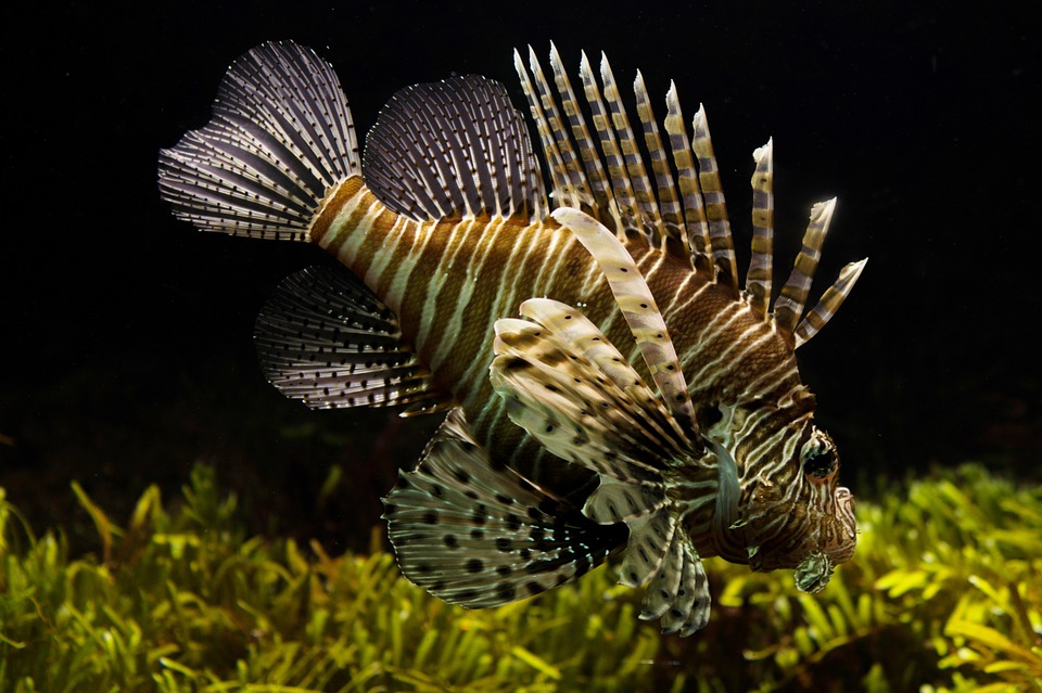 Close-up of a lionfish displaying its striped venomous spines against a dark underwater background