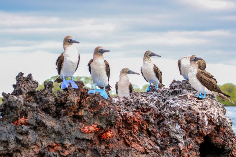 Galápagos Islands: Wildlife Paradise