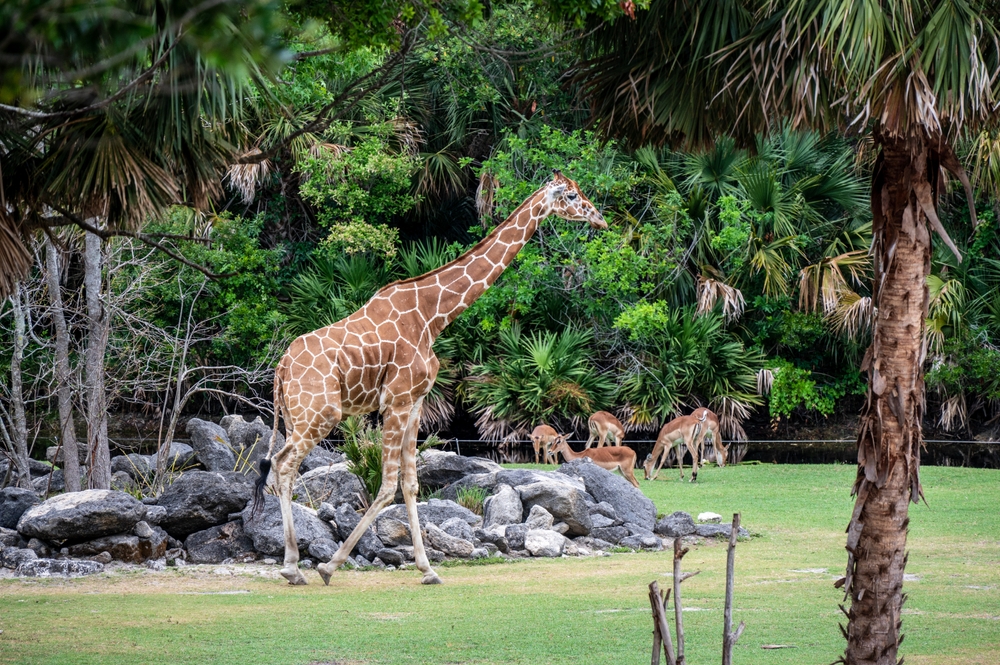 Brevard Zoo