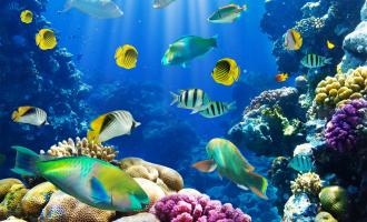 Glass Bottom Boat