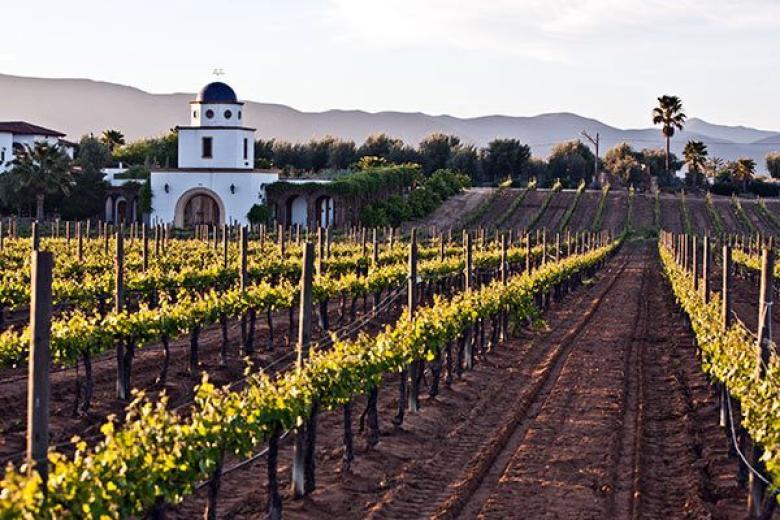 Wine Valley in Baja Mexico