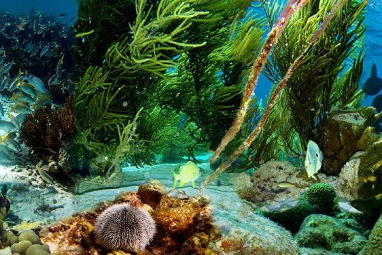 Klein Bonaire