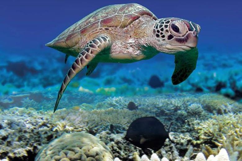 Snorkling in Caribbean