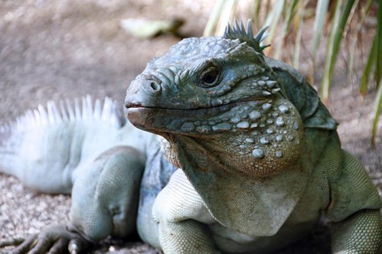 Iguanas in Cayman Islands 