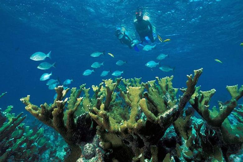 Snorkeling in Western Caribbean 
