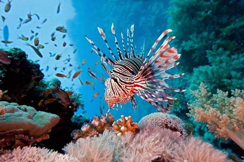 Coral Reef