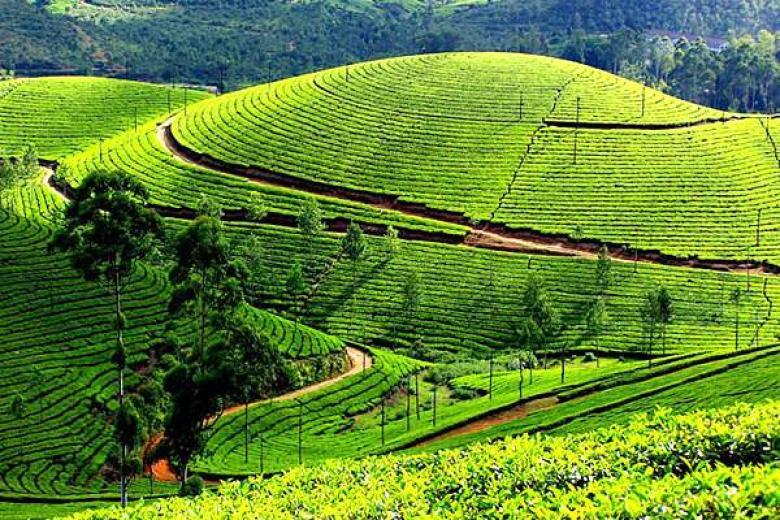 Tea Garden in Palampur India 