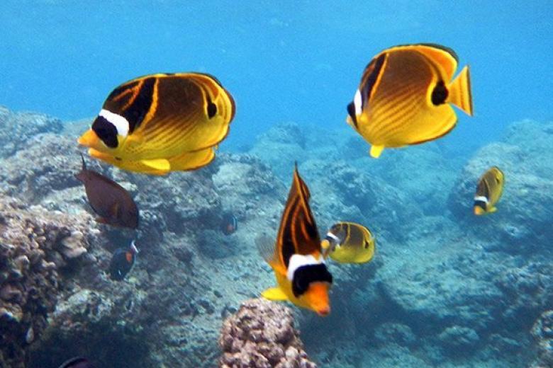 Snorkeling