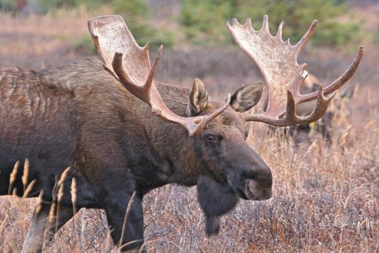 Anchorage Wildlife