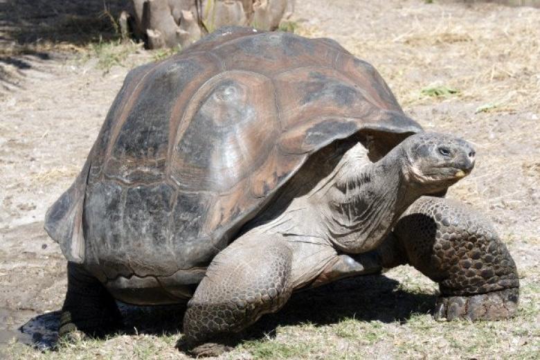 Geochelone Elephantopus