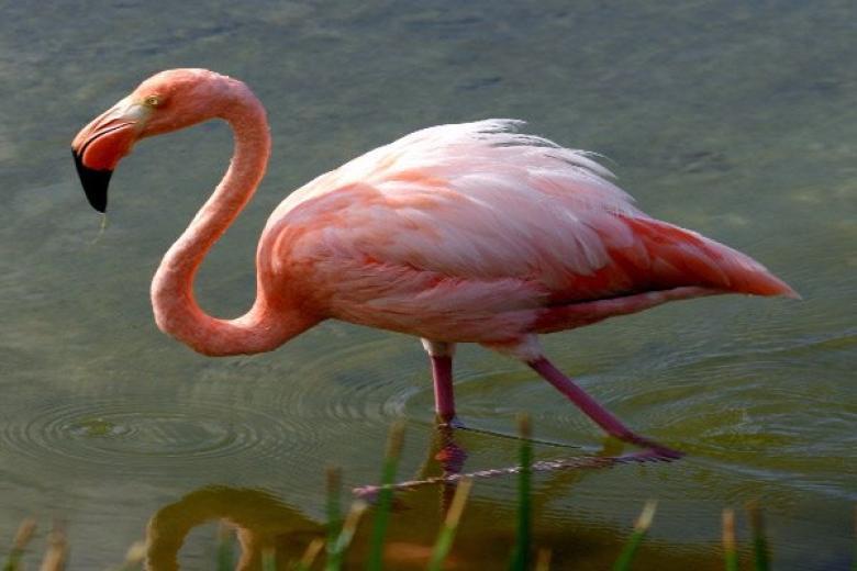 Greater Flamingo