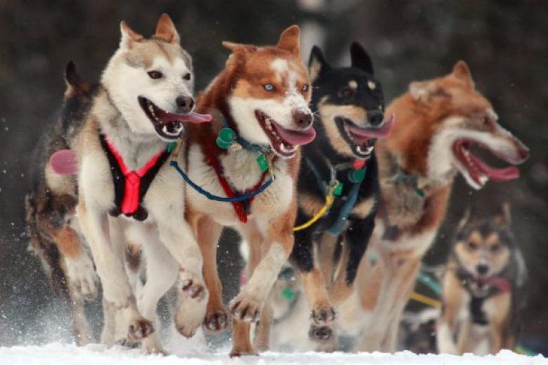 Iditarod Ceremonial Start