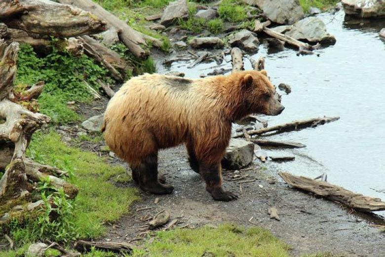 Whittier Bear