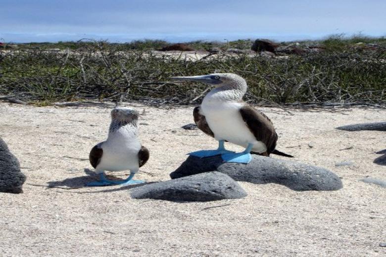 Blue Footed Booby